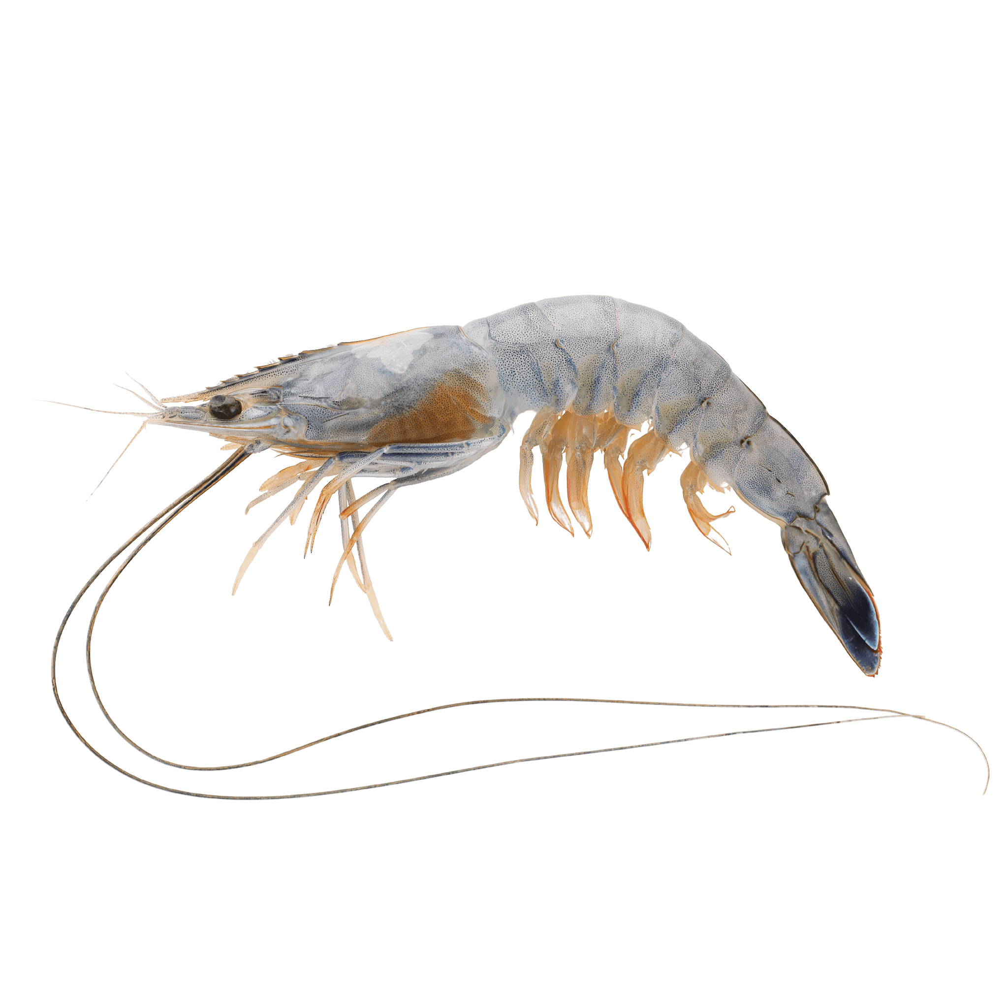 Prawn