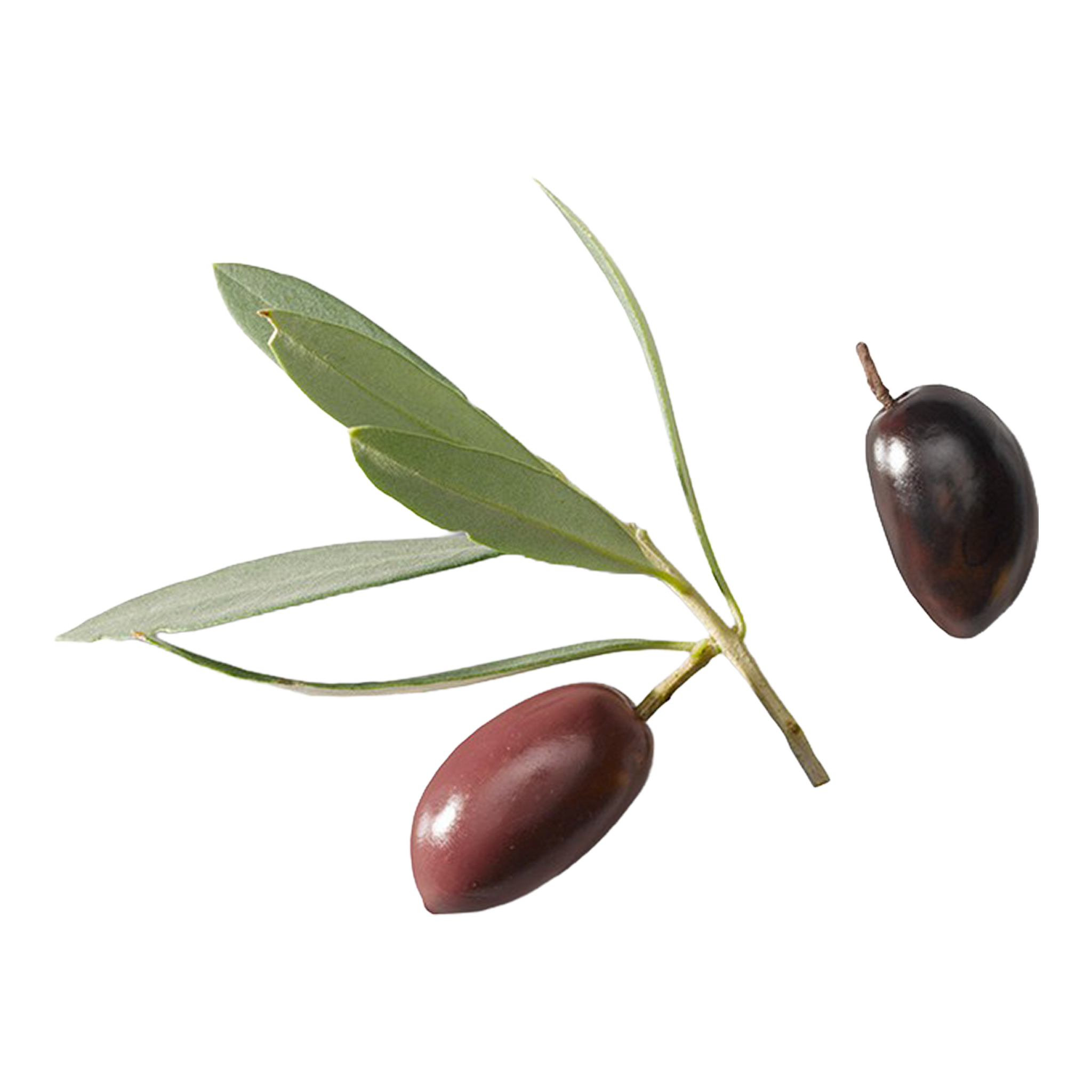 Natural Leccino Olives