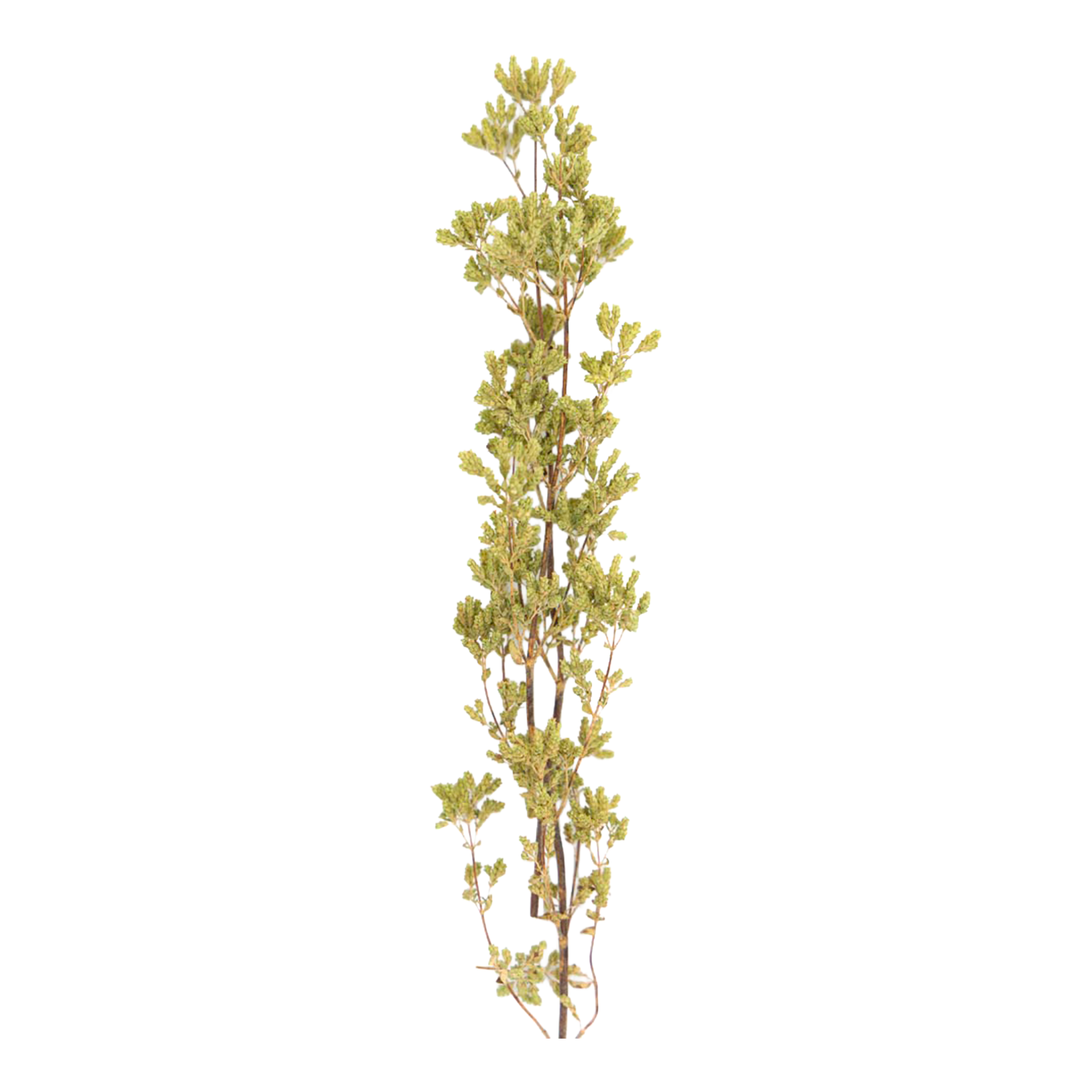 Loose Oregano