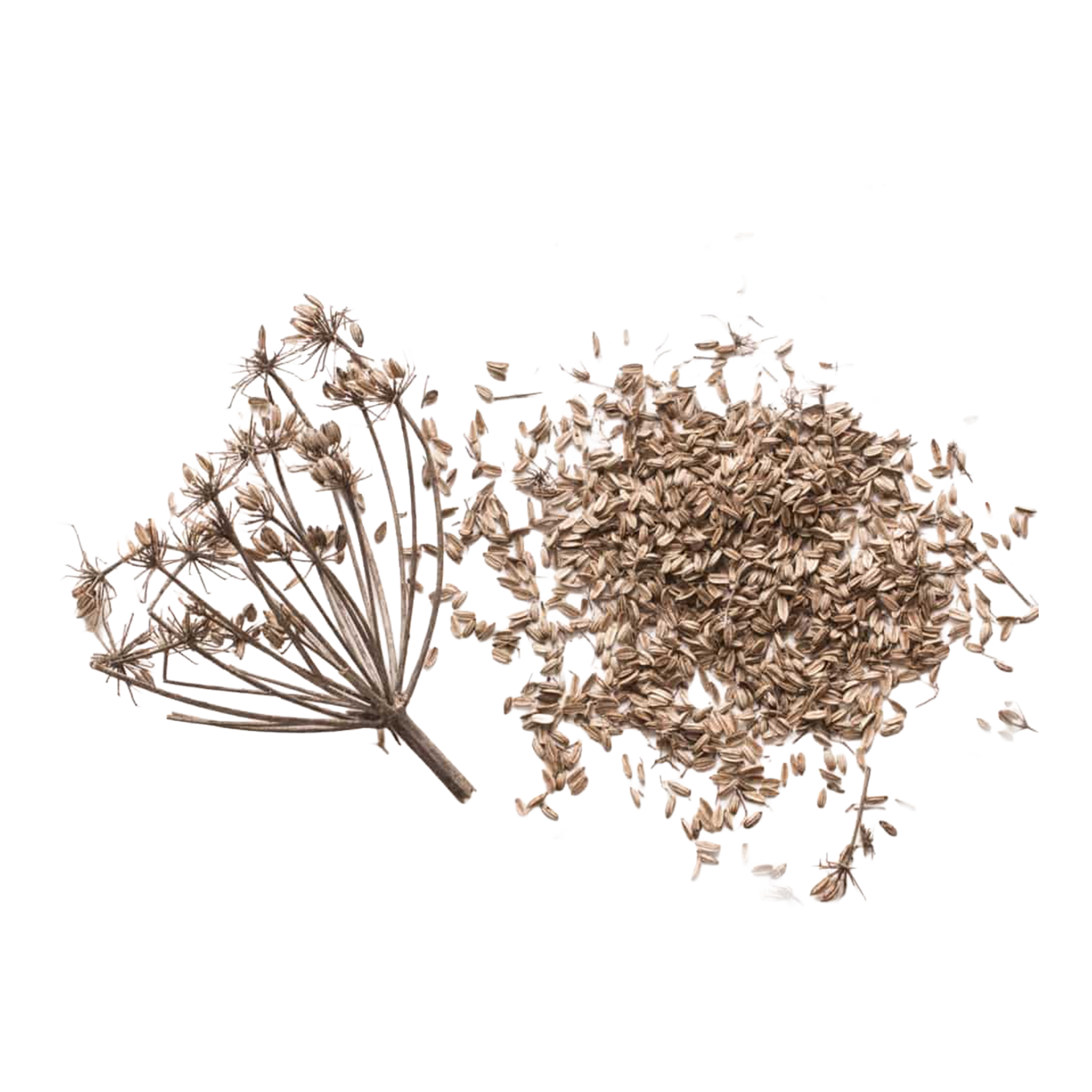 Fennel Pollen