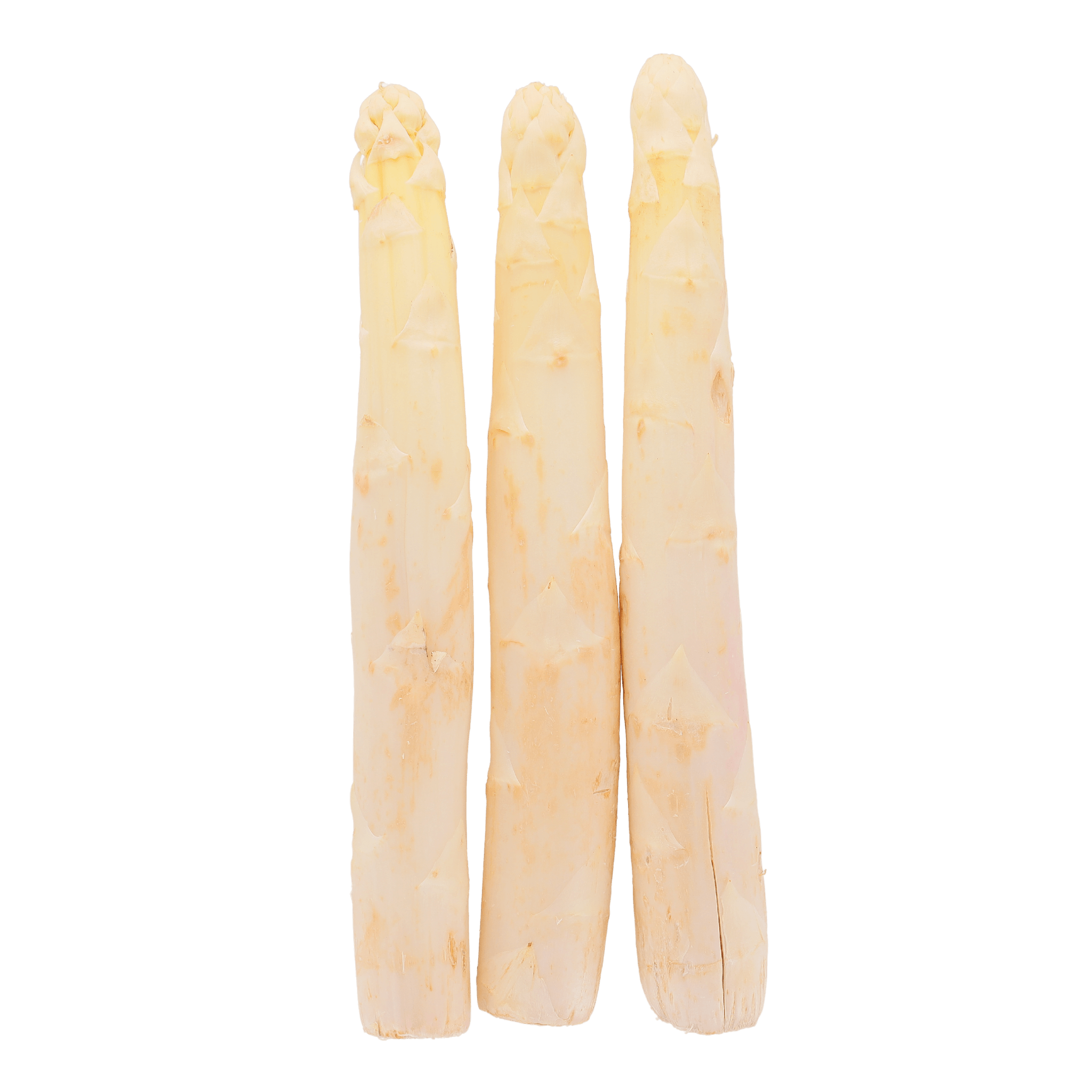 Organic Large White Asparagus - Savory Gourmet