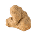 Fresh Alba White Truffle - Savory Gourmet